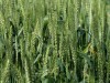 КООПЕРАЦИЯ ПРОИЗВОДСТВЕНА КООПЕРАЦИЯ СЪГЛАСИЕ