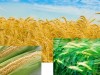 Земеделска кооперация за производство и услуги Единство