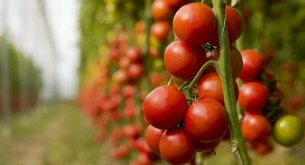 Чери домати от Алта България ЕООД