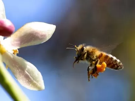 всичко за пчелите и пчеларя