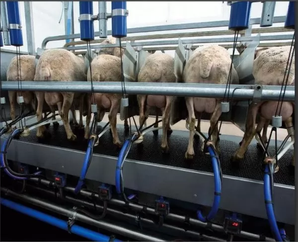 Пендоз ЕООД, Провадия - изграждане и оборудване за животновъдни ферми