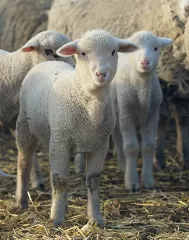 Сдружение „Асоциация за развъждане на млечни породи овце